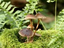Fungus #2