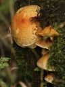 Fungus #4