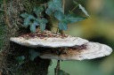 Fungus #3